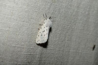<i>Spilosoma lubricipeda</i>