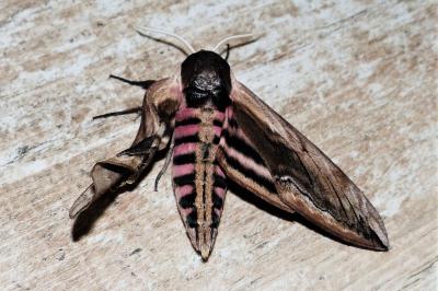 <i>Sphinx ligustri</i>