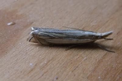 <i>Crambus pascuella</i>