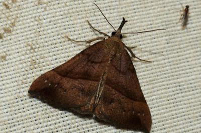 <i>Hypena proboscidalis</i>