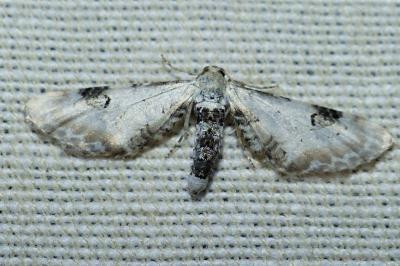 <i>Eupithecia centaureata</i>