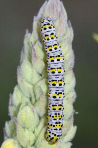 <i>Cucullia verbasci</i>