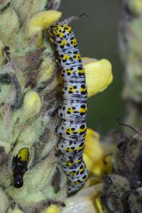 <i>Cucullia verbasci</i>