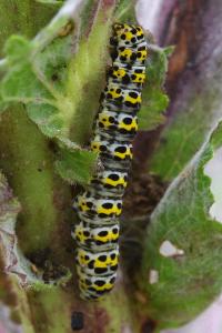 <i>Cucullia verbasci</i>