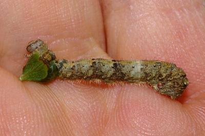<i>Campaea margaritaria</i>