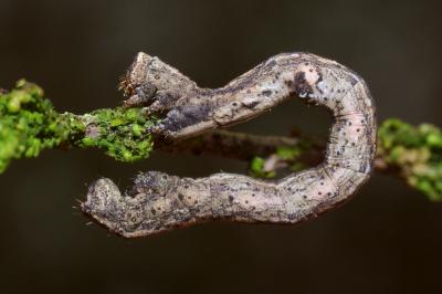 <i>Peribatodes rhomboidaria</i>