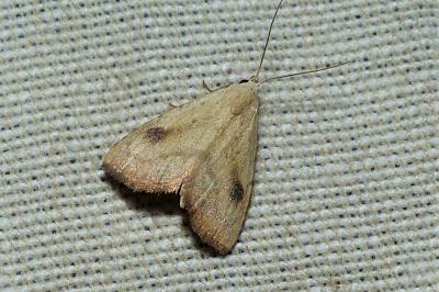 <i>Rivula sericealis</i>
