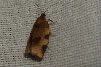 <i>Choristoneura hebenstreitella</i>