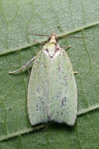 <i>Tortrix viridana</i>
