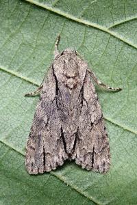 <i>Acronicta psi/tridens</i>