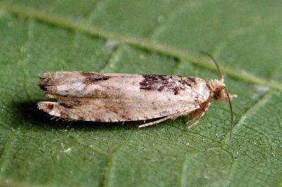 <i>Crocidosema plebejana</i>
