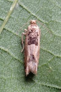 <i>Crocidosema plebejana</i>