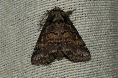<i>Gluphisia crenata</i>
