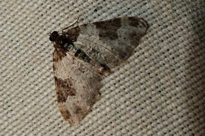<i>Xanthorhoe fluctuata</i>
