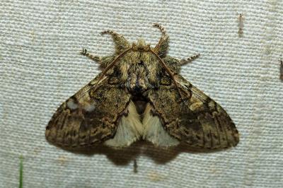 <i>Peridea anceps</i>