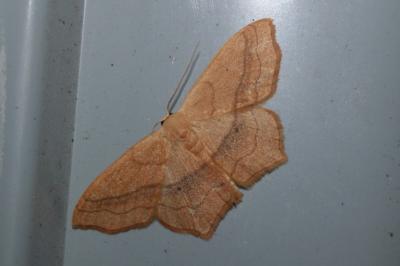<i>Scopula imitaria</i>