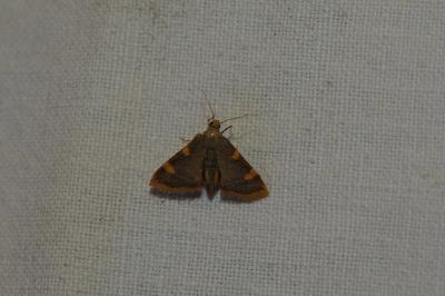 <i>Hypsopygia costalis</i>