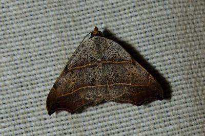 <i>Laspeyria flexula</i>