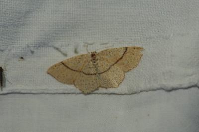 <i>Cyclophora punctaria</i>