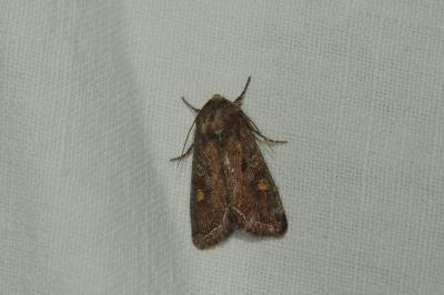 <i>Lacanobia oleracea</i>