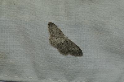 <i>Idaea seriata</i>