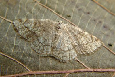 Stegania trimaculata
