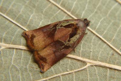 <i>Archips podana</i>