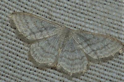 <i>Idaea subsericeata</i>