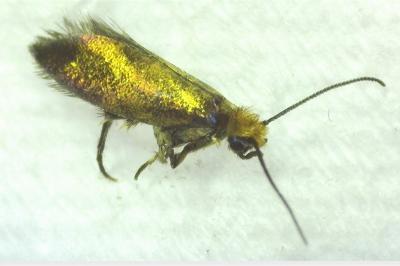 <i>Micropterix calthella</i>