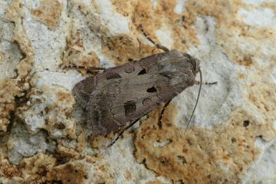 <i>Agrotis exclamationis</i>