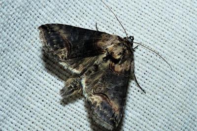 <i>Abrostola triplasia</i>