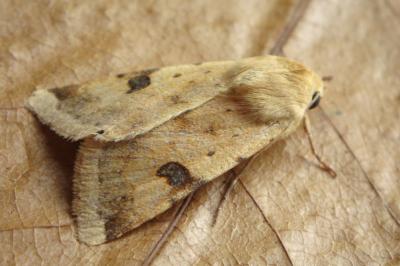 <i>Heliothis peltigera</i>