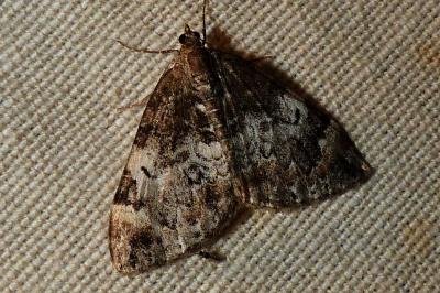 <i>Dysstroma truncata</i>