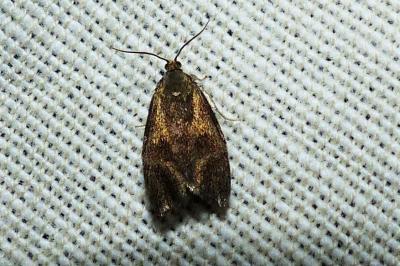 <i>Ptycholoma lecheana</i>