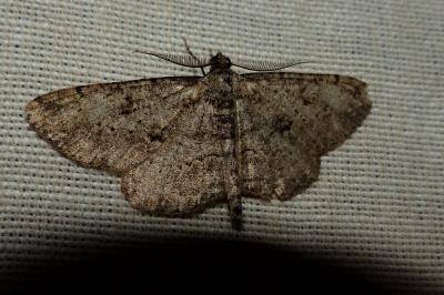 <i>Peribatodes rhomboidaria</i>