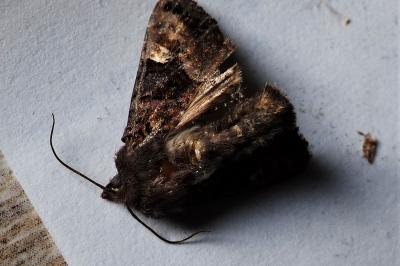 <i>Euplexia lucipara</i>