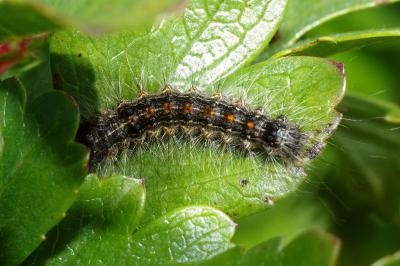 <i>Lymantria dispar</i>