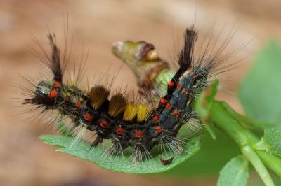 <i>Orgyia antiqua</i>