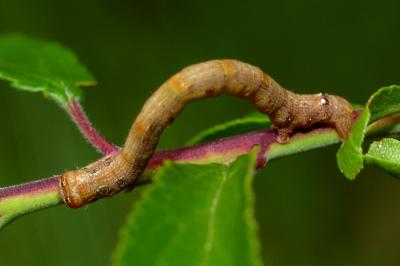 <i>Colotois pennaria</i>