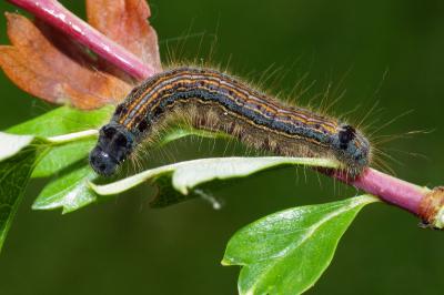 <i>Malacosoma neustria</i>