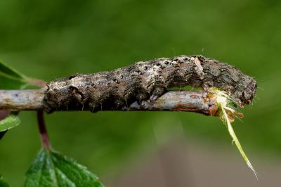 <i>Allophyes oxyacanthae</i>