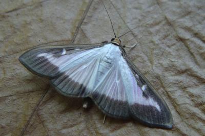 <i>Cydalima perspectalis</i>