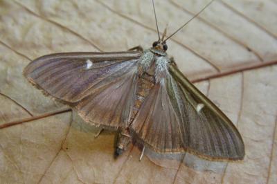 <i>Cydalima perspectalis</i>
