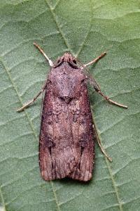 <i>Agrotis ipsilon</i>