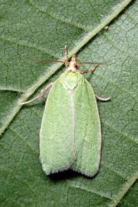 <i>Tortrix viridana</i>