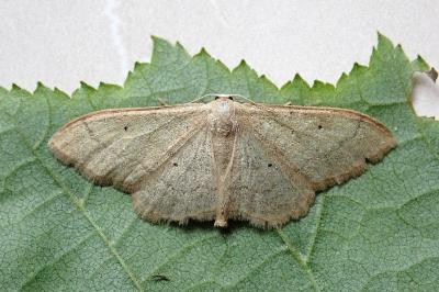 <i>Idaea straminata</i>