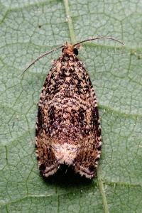 <i>Celypha lacunana</i>