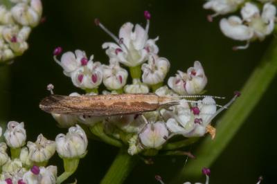 <i>Plutella xylostella</i>