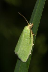 <i>Tortrix viridana</i>