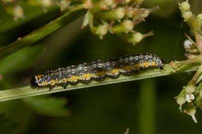 <i>Depressaria daucella</i>